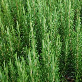 Plantes vivaces aromatiques - Romarin officinal - Rosmarinus officinalis
