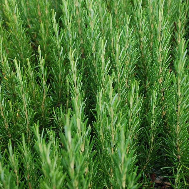 Plantes vivaces aromatiques - Romarin officinal - Rosmarinus officinalis