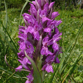 Orchidée : Dactylorhiza majalis - Willemse