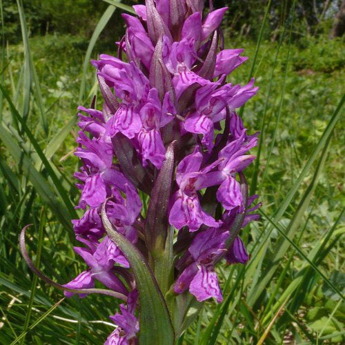 Orchidée : Dactylorhiza majalis - Willemse