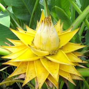 Musella : Lotus D'or - Willemse