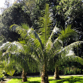 Cocotier de Quito - Willemse