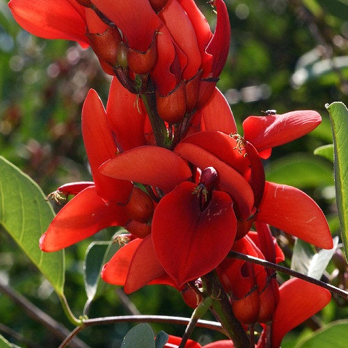 Erythrina crista-galli - Willemse