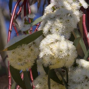 Eucalyptus pauciflora ssp. niphophila - Willemse
