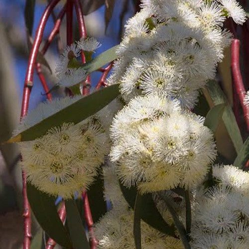 Eucalyptus pauciflora ssp. niphophila - Willemse