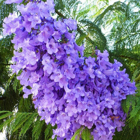 Flamboyant bleu - Willemse