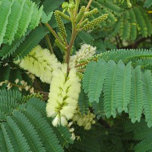 Arbre à soie lophantha - Willemse