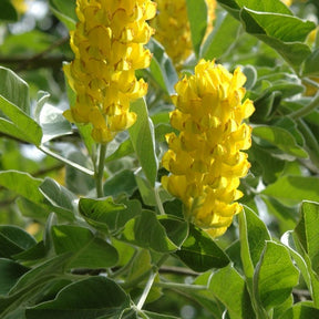 Argyrocytisus battandieri - Willemse