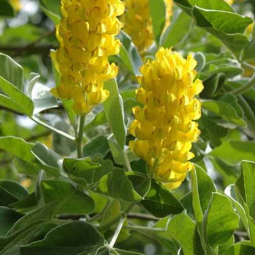 Argyrocytisus battandieri - Willemse