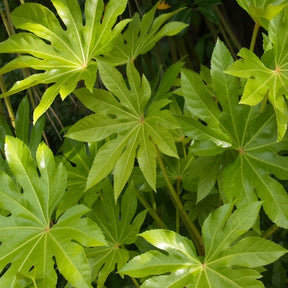 Fatsia japonica - Willemse