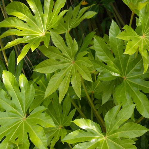 Fatsia japonica - Willemse