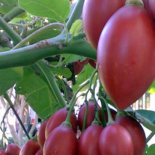 Tomate en arbre - Arbre à tomates - Willemse