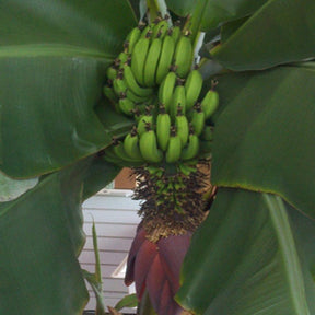 Musa acuminata cv. Super Dwarf Cavendish - Willemse