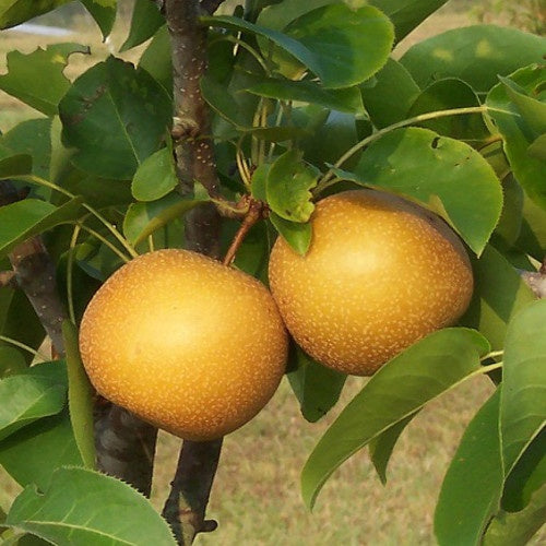 Pyrus pyrifolia Poirier du Japon, Nashi - Willemse