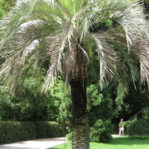 Palmier laineux - Willemse