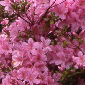 Azalée du Japon Hinomayo - Willemse