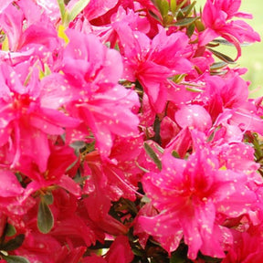 Azalée du Japon Rosa King - Willemse
