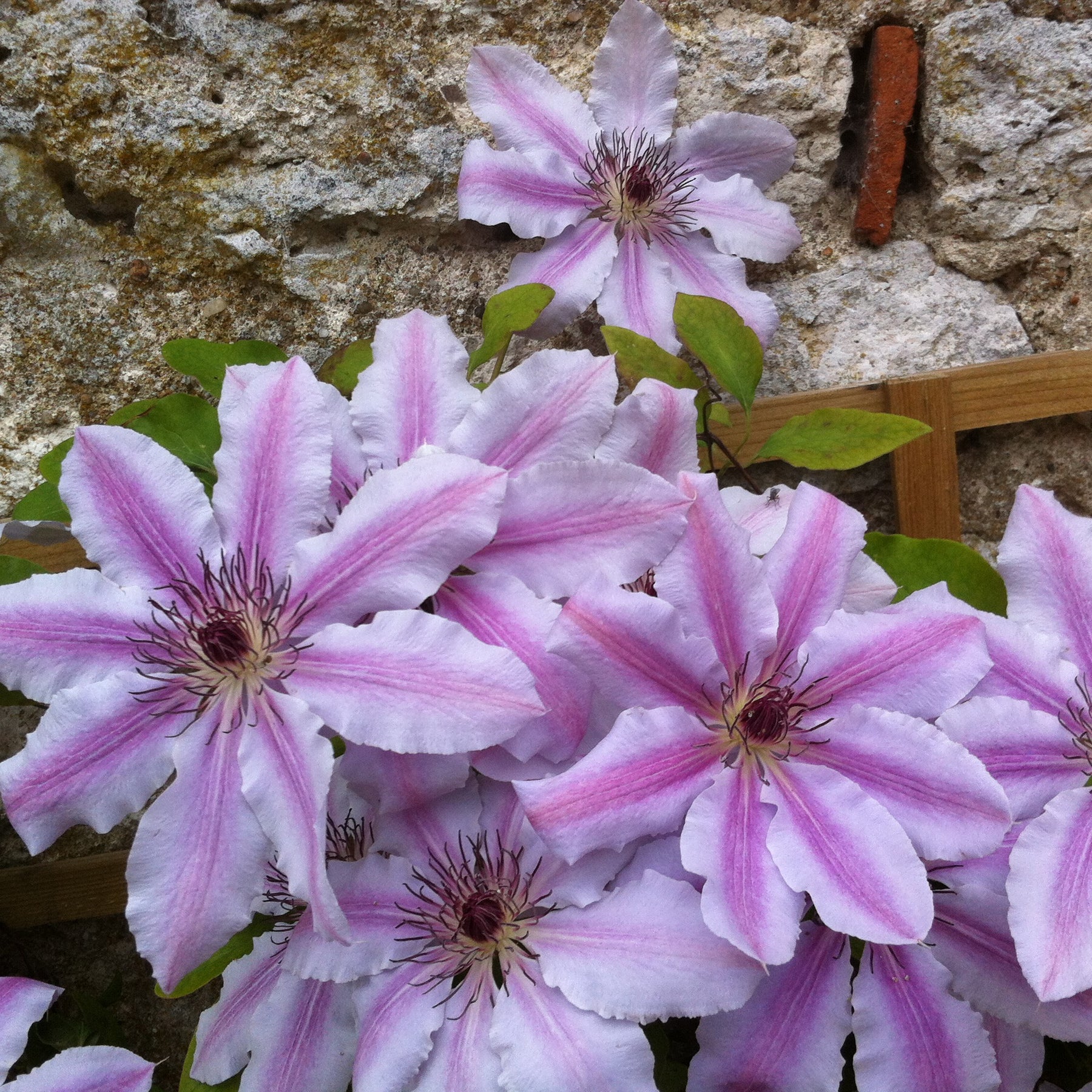 Clematis 'nelly moser' - Clématite Nelly Moser - Clématites