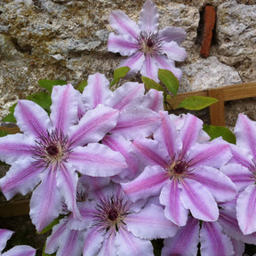 Clematis 'nelly moser' - Clématite Nelly Moser - Clématites