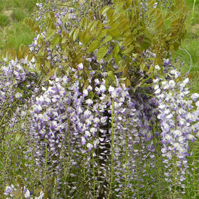 Glycine de Chine Caroline - Wisteria sinensis 'caroline' - Willemse
