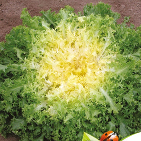 Chicorée frisée très fin - Myrna Bio - Willemse