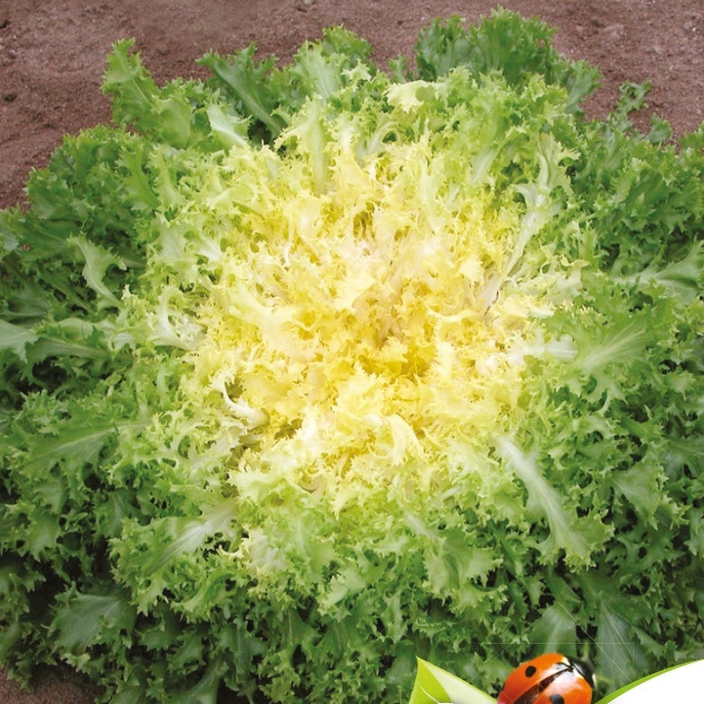 Chicorée frisée très fin - Myrna Bio - Willemse