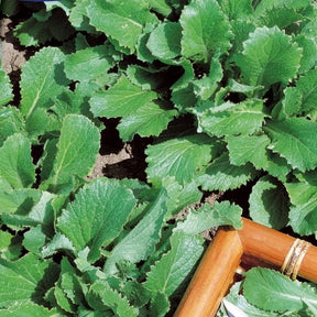 Feuille de chou navet vert - Brassica rapa - Willemse