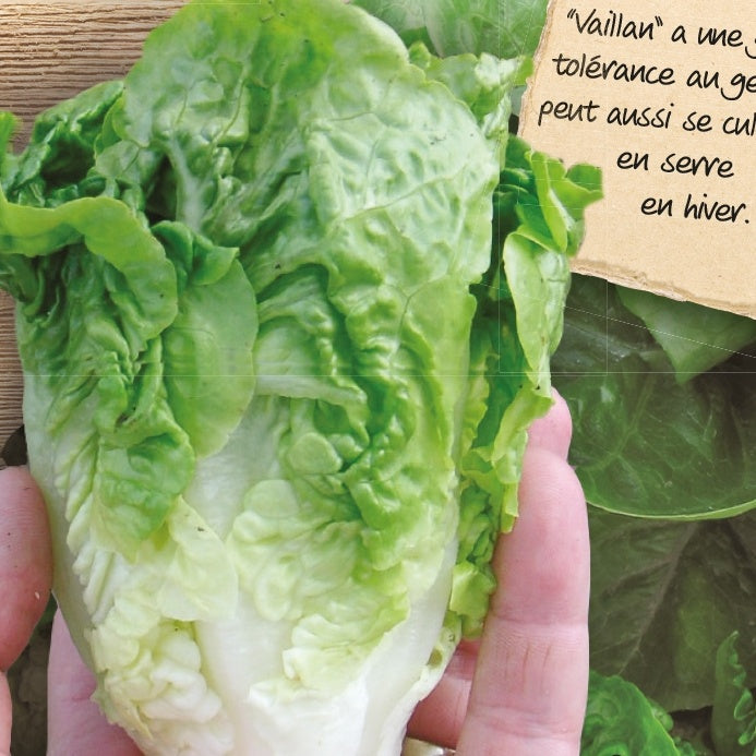 Laitue romaine Little Gem Vailan - Willemse