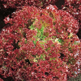 Laitue pommée frisée Lollo Rossa Bio - Willemse