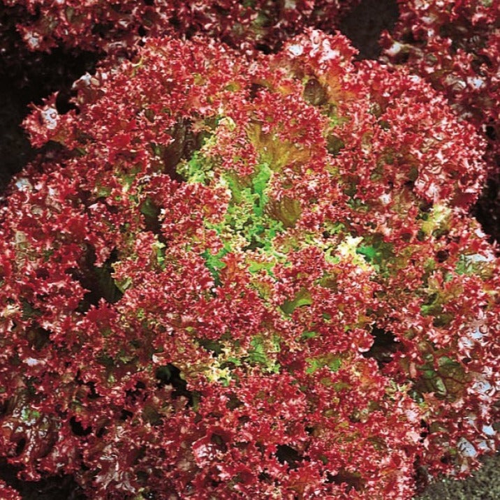 Laitue pommée frisée Lollo Rossa Bio - Willemse