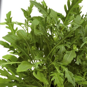 Roquette sauvage Sylvetta - Wild Rocket - Diplotaxis selvatica sylvetta - Willemse