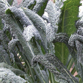 Chou palmier lancinate Nero di Toscana Bio - Brassica oleracea Nero di Toscana - Willemse