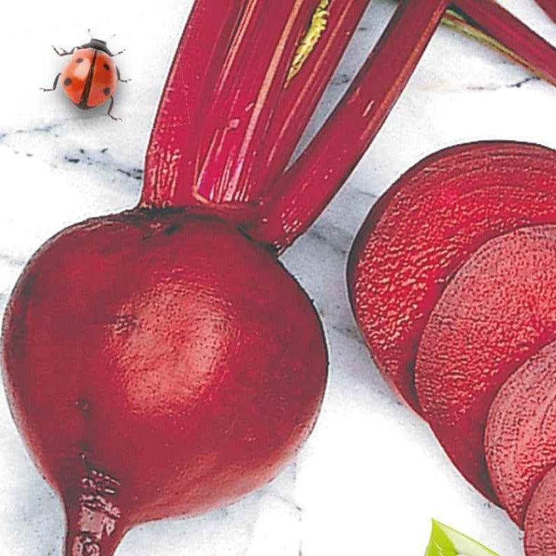 Beta vulgaris de detroit 2 - storuman - Betterave rouge de Détroit 2 - Storuman Bio - Graines de fruits et légumes Bio