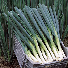Vente Ciboule Oignon tige Ishikura Long White