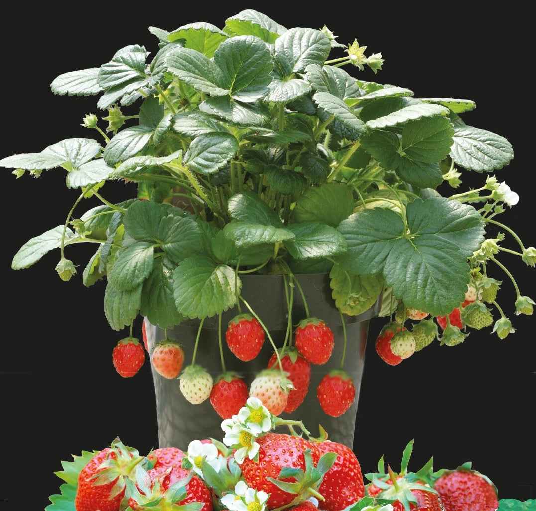 Fraisier à moyens fruits Temptation - Willemse