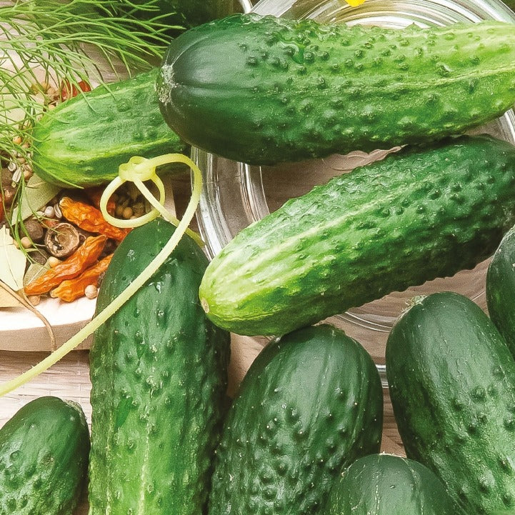 Cornichon Hokus Bio - Willemse