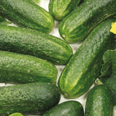 Cornichon Diamant F1 Bio - Willemse