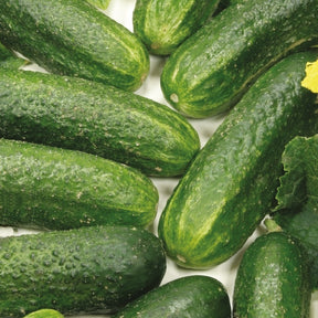 Cornichon Diamant F1 Bio - Willemse