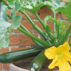 Courgette pour pot Patio Star F1 - Willemse