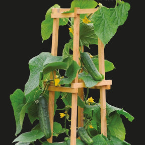 Concombre pour pot Patio Snacker F1 - Willemse