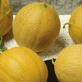 Melon sucrin Outdoor Wonder F1 - Willemse