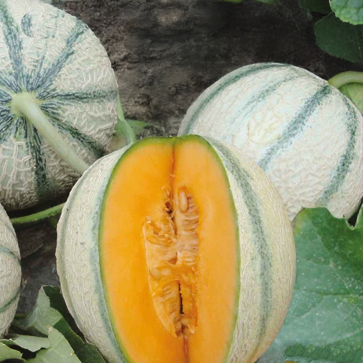 Melon charentais Artemi's F1 - Willemse