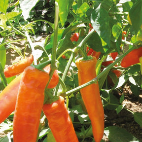Piment Hungarian yellow hot wax Bio - Willemse
