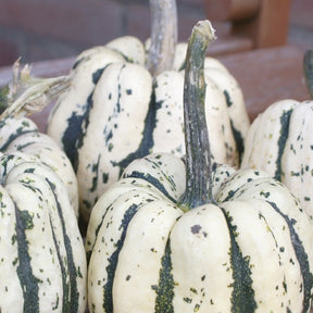 Potiron Sweet Dumpling Bio - Cucurbita maxima Sweet Dumpling - Willemse