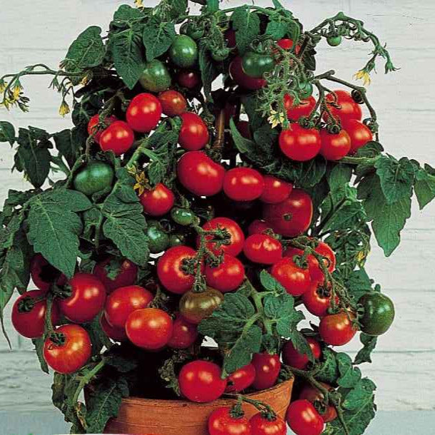 Lycopersicon lycopersicum minibel - Tomate-cerise pour pot Minibel - Tomates cerises