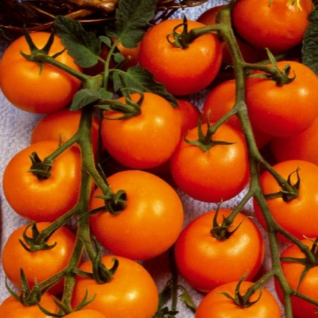 Collection tomates cerises - Collection de Tomates cerises - Tomates