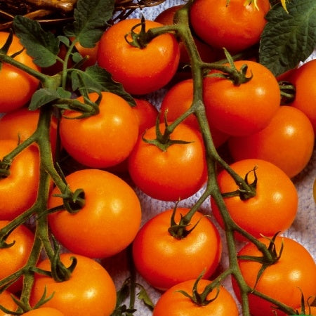 Tomate-cerise Sungold F1 - Willemse