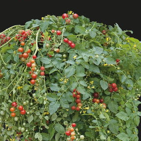 Tomate-cerise Micro Cherry - Willemse