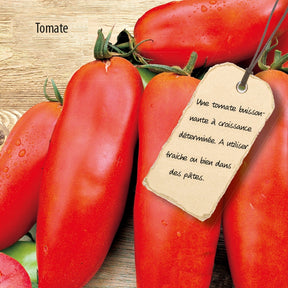 Tomate Wendy F1 - Willemse