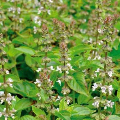 Ocimum citridorum - Basilic à l'odeur de citronnelle Mrs. Burns - Graines d'aromatiques